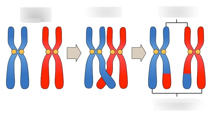 Diagram illustrating the process of chromosome crossing over during meiosis, showing blue and red chromosomes exchanging segments.