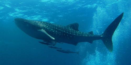 A whale shark swimming underwater with a group of smaller fish in the background.